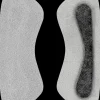 BAMA Heel Grip Sukansuoja